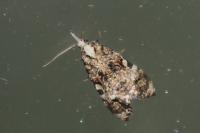 Phtheochroa rugosana