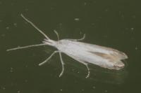 Coleophora