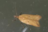 Dichomeris limosella