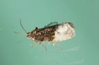 Hedya nubiferana