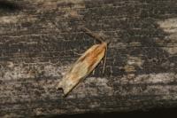 Eucosma