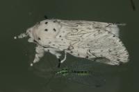 Cerura erminea