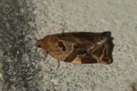 Archips xylosteana