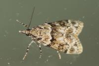 Eudonia mercurella
