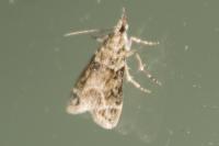 Eudonia mercurella