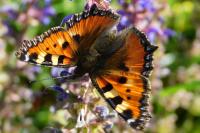 Aglais urticae