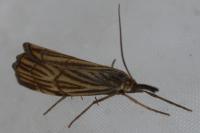 Chrysocramboides craterellus
