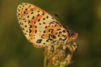 Melitaea didyma