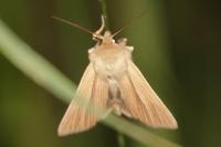 Mythimna pallens