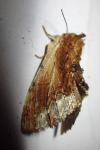 Ptilodon cucullina