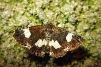 Tyta luctuosa