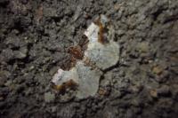Ligdia adustata