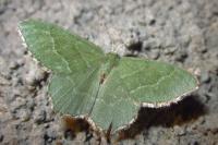 Hemithea aestivaria
