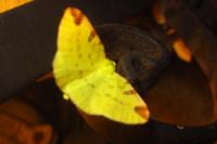 Opisthograptis luteolata