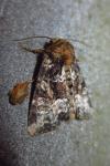 Oligia strigilis/versicolor