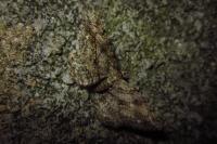 Peribatodes rhomboidaria