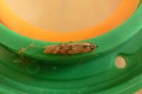 Homoeosoma sinuella
