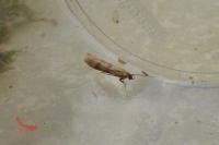 Homoeosoma sinuella