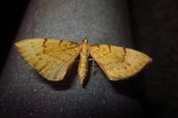 Gandaritis pyraliata