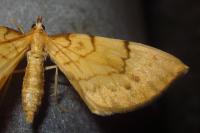 Gandaritis pyraliata