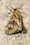 Cynaeda dentalis