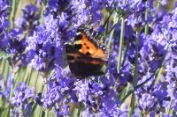 Aglais urticae