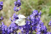 Pieris brassicae