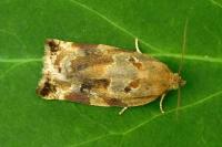 Archips xylosteana