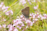 Satyrium ilicis