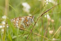 Melitaea phoebe