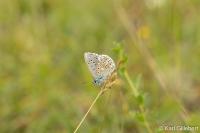 Lysandra bellargus