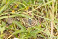 Pyrgus malvae