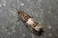 Notocelia trimaculana