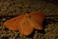 Angerona prunaria