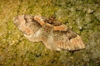 Catarhoe rubidata