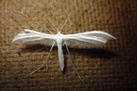 Pterophorus pentadactylus