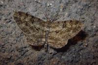 Peribatodes rhomboidaria