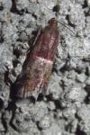 Acrobasis marmorea