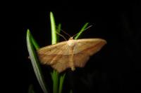 Scopula imitaria