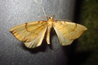 Gandaritis pyraliata