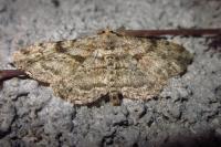 Hypomecis roboraria