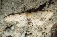 Idaea dimidiata