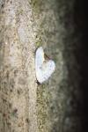 Cilix glaucata