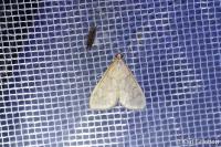 Ostrinia nubilalis