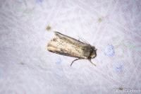 Phragmatobia fuliginosa