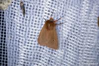 Axylia putris