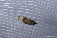 Hedya nubiferana