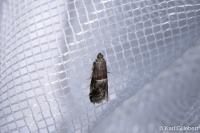 Acrobasis marmorea