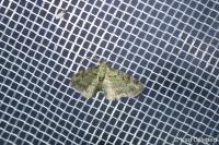 Pasiphila rectangulata