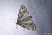Acronicta megacephala